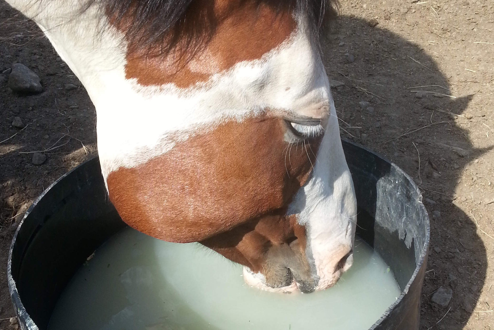 cheval qui boit de l'eau