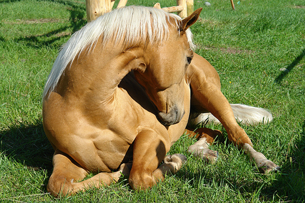 Coliques